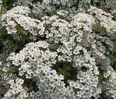 tavolník - Spiraea cinerea 'Grefsheim'