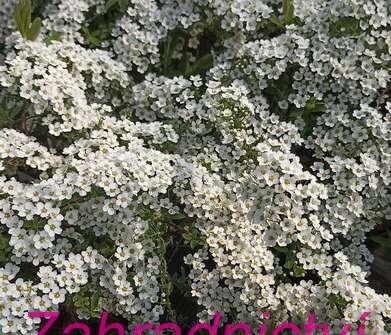 tavolník - Spiraea cinerea 'Grefsheim'