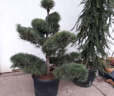 Borovice - Pinus sylvestris 'Pompons'