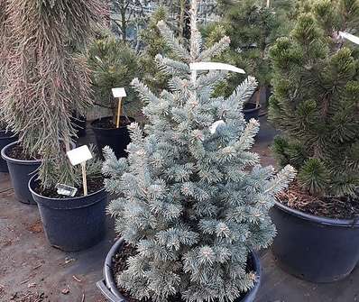 jedle - Abies concolor 'Compacta'