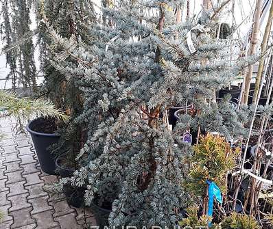 cedr - Cedrus atlantica 'Glauca'