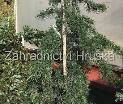 cedr - Cedrus deodara 'Pendula'