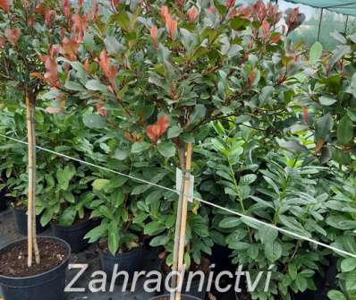 blýskavka - Photinia fraseri 'Robusta Compacta'