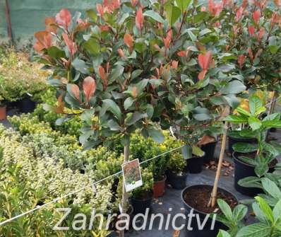 blýskavka - Photinia fraseri 'Robusta Compacta'
