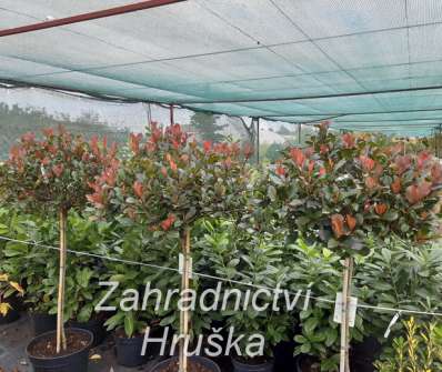 blýskavka - Photinia fraseri 'Robusta Compacta'