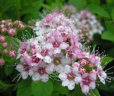 tavolník - Spiraea japonica 'Alpina'