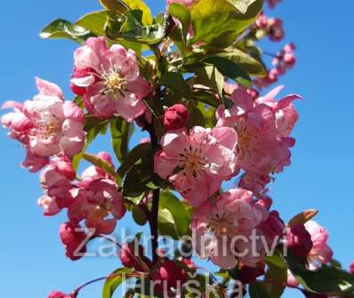 jabloň - Malus 'Van Eseltine'