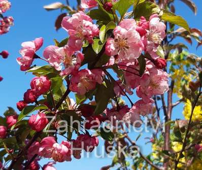 jabloň - Malus 'Van Eseltine'