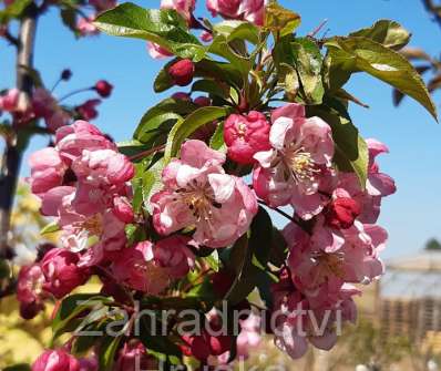 jabloň - Malus 'Van Eseltine'