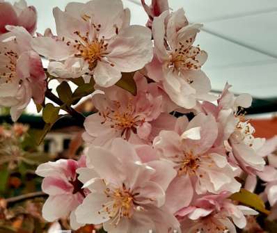 jabloň - Malus 'Van Eseltine'