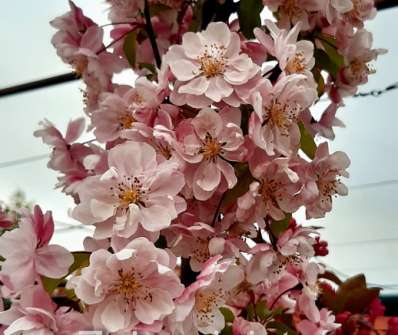 jabloň - Malus 'Van Eseltine'