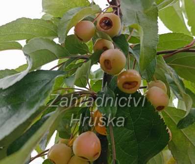 jabloň - Malus 'Van Eseltine'