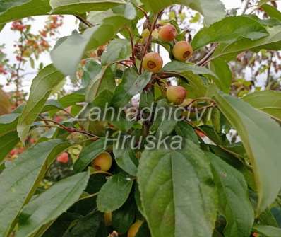 jabloň - Malus 'Van Eseltine'