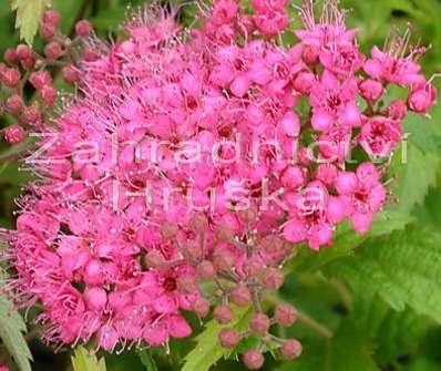 tavolník - Spiraea bumalda 'Crispa'