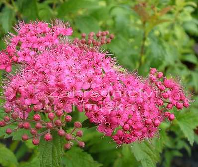 tavolník - Spiraea bumalda 'Crispa'