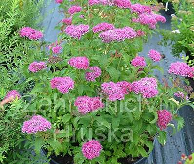 tavolník - Spiraea bumalda 'Crispa'