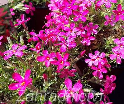 Phlox douglasii