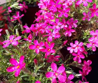 Phlox douglasii