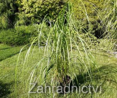 dochan - Pennisetum alopecuroides 'Japonicum'
