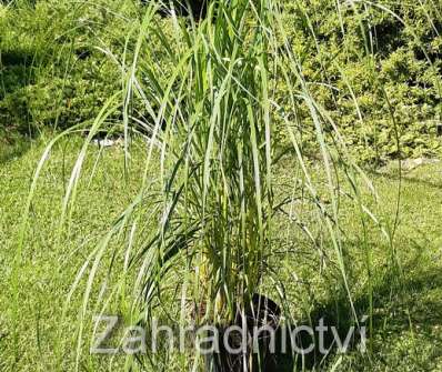 dochan - Pennisetum alopecuroides 'Japonicum'