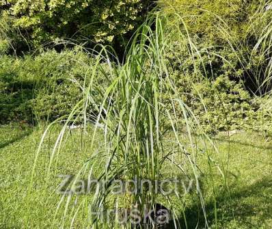 dochan - Pennisetum alopecuroides 'Japonicum'