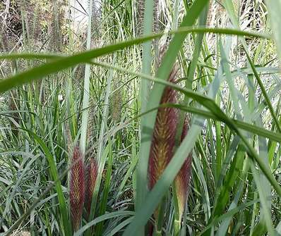 dochan - Pennisetum alopecuroides 'Moudrý'