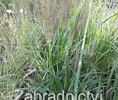 dochan - Pennisetum alopecuroides 'Moudrý'