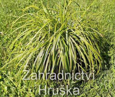 ostřice - Carex dolichostachya 'Gold Fountain'