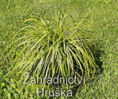 ostřice - Carex dolichostachya 'Gold Fountain'