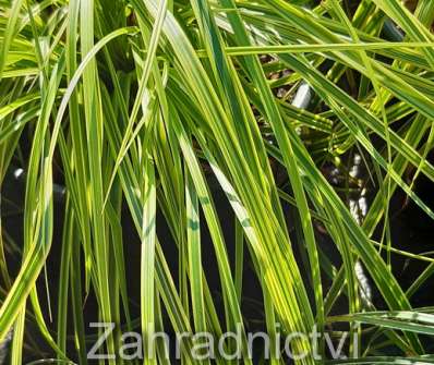 ostřice - Carex dolichostachya 'Gold Fountain'