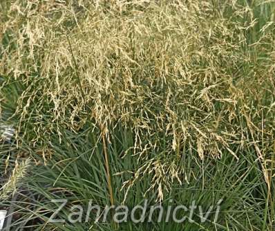 metlice - Deschampsia caespitosa 'Goldtau'