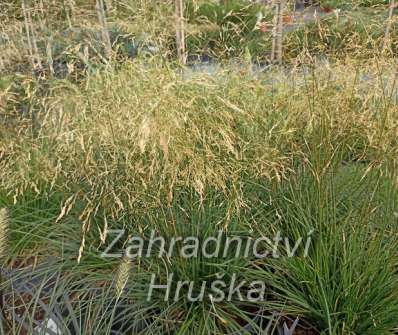 metlice - Deschampsia caespitosa 'Goldtau'