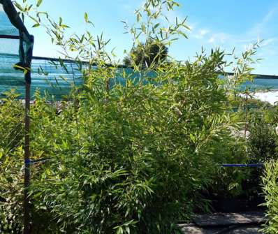 bambus - Phyllostachys bissetii