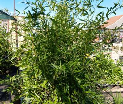 bambus - Phyllostachys bissetii