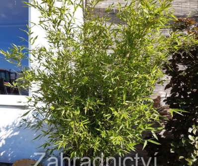 bambus - Phyllostachys bissetii