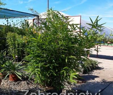 bambus - Phyllostachys bissetii