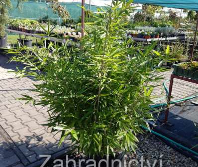 bambus - Phyllostachys bissetii