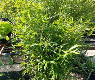 bambus - Phyllostachys bissetii