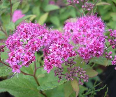 tavolník - Spiraea bumalda 'Anthony Waterer'