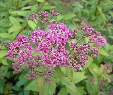 tavolník - Spiraea bumalda 'Anthony Waterer'