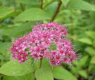 tavolník - Spiraea bumalda 'Anthony Waterer'