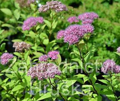 tavolník - Spiraea bumalda 'Anthony Waterer'