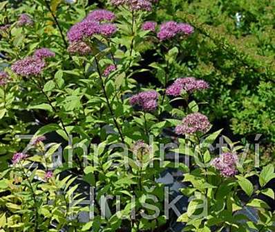 tavolník - Spiraea bumalda 'Anthony Waterer'