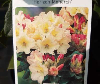 Rhododendron 'Horizon Monarch'