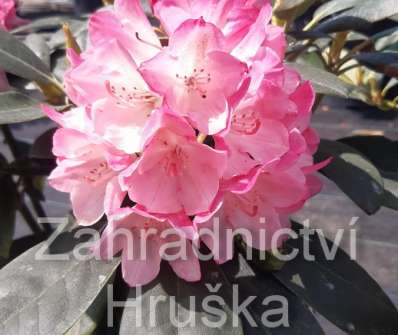 Rhododendron yakushimanum 'Fantastica'