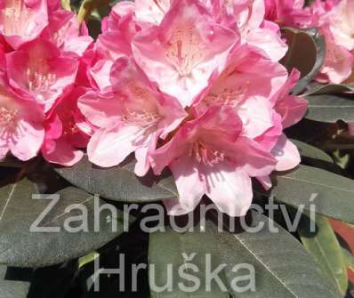 Rhododendron yakushimanum 'Fantastica'