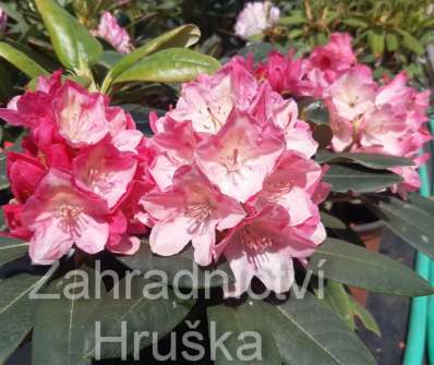 Rhododendron yakushimanum 'Fantastica'