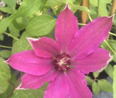 plamének - Clematis 'Barbara Dibley'