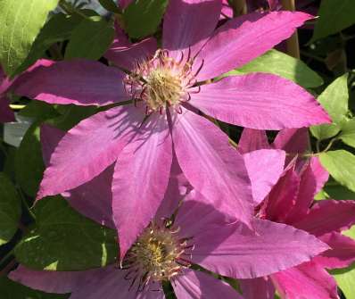 plamének - Clematis 'Barbara Dibley'