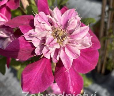 plamének - Clematis 'My Darling'